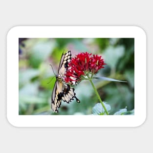 Swallowtail Butterfly Underside Sticker